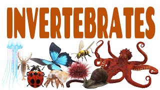 Science Lecture Invertebrates  ANY 10 [upl. by Ahtrim]