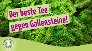 🌿Chanca Piedra  wirksam gegen Nieren und Gallensteine  Tee Regenbogenkreis [upl. by Anaiv]