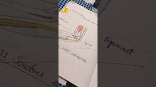 Drawing of Tendons and ligament  scienceproject connectivetissueproper biology Incredibleamy [upl. by Klug816]