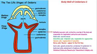 Cnidaria  body wall CnidoblastEpidermisMesoglea coelenteron gastrodermis NEETAIIMSJIPMER [upl. by Rimat]