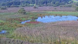 RSPB Leighton Moss Osprey Platform Live Stream [upl. by Bellew]