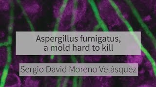 Aspergillus fumigatus a mold hard to kill [upl. by Enyleve]