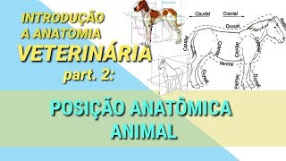 POSIÇÃO ANATÔMICA ANIMAL  Introd à Anatomia Veterinária part2 [upl. by Sivraj96]