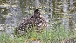 Garganey [upl. by Octavla939]