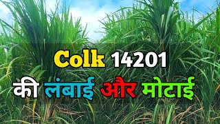 14201 गन्ने की लंबाई और मोटाई  14201 sugarcane variety  14201 Ganna variety  Ganna Kisaan [upl. by Judith]