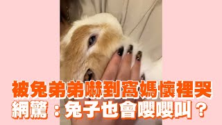 被兔弟弟嚇到窩媽懷裡哭 網驚：兔子也會嚶嚶叫？｜寵物動物｜兔子叫聲 [upl. by Axela]