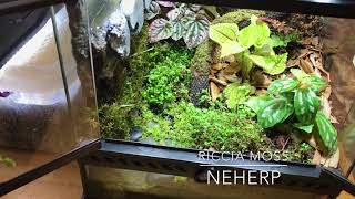 Repurposing the 12” Exoterra into a BEAUTIFUL Mini Paludarium Vivarium Great Success or Epic Fail [upl. by Haila]