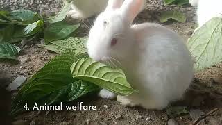 Advantages and Disadvantages of FreeRange Rabbit Farming [upl. by Madelon89]