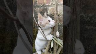 kitten’s garden adventure exploring new sights and sounds [upl. by Nowed]