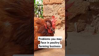 Business ideas in poultry farming chickenfarming [upl. by Euqinoj]