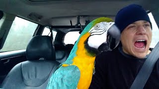 The FUNNIEST Parrots 🦜 🤣 Best Compilation [upl. by Kelton]