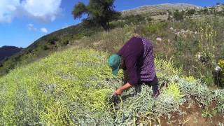 Greek mountain tea harvest [upl. by Ativak]