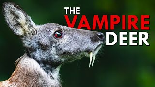 Siberian Musk Deer This Deer Is A Vampire [upl. by Oine]