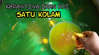 IKAN SAKIT KARANTINA SATU KOLAM  GINI CARANYA [upl. by Ahseyt]