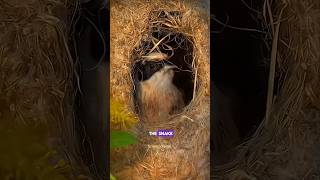 Penduline Bird Nest science sciencefacts facts shorts [upl. by Natividad]