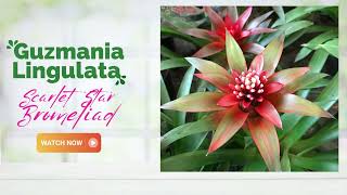 Guzmania Lingulata Bromeliad  Scarlet Star Bromeliad  TinyLeaf [upl. by Harvey593]