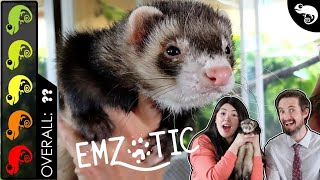 Ferret The Best Pet Mammal [upl. by Frentz]