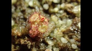 Drosera sessilifolia Snap Tentacles [upl. by Seuqram]