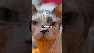 Hairless Animals [upl. by Lajet]