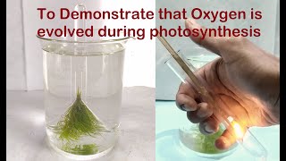 Oxygen is liberated during Photosynthesis Practical Experiment [upl. by Marris]