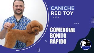 PELUQUERÍA CANINA paso a paso CORTE MÁQUINA Y TIJERAS PARA CANICHE TOY ANTONIO DAVID GROOMER [upl. by Kelila998]