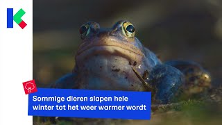 Dieren bereiden zich voor op hun winterslaap [upl. by Emor208]