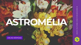 Astromélia [upl. by Anicul]