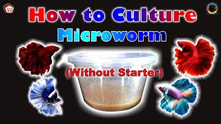 HOW TO CULTURE MICROWORM Without a Starter [upl. by Anelys]