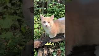 ⚠️WOW MENAKJUBKAN PAUS INI😱😱 ytkids shortvideos shortsanakanak sakura viralvideos facts cat [upl. by Nabila]