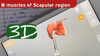 Muscles of Scapular Region Anatomy  doctor speedy muscle anatomy [upl. by Anigar]