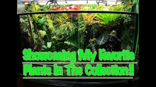 Showcasing MY Favorite Plants In The BIOACTIVE Vivariums [upl. by Notxam]