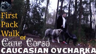 Leash walking for Caucasian Ovcharka and Cane Corso 1 [upl. by Ecar]