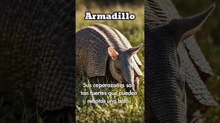 🦔 El caparazón invencible del armadillo 🛡️🦔 Armadillo CuriosidadesDeAnimales Shorts [upl. by Letnoj103]