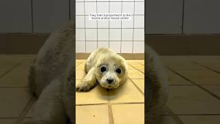 A marine animal rescue team saved a seal pup that was washed ashore and then animals seal [upl. by Clyte]