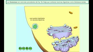 lisosomas animación corta [upl. by Repsac]