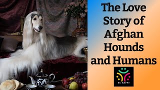 The Love Story of Afghan Hounds and Humans [upl. by Naivaj938]