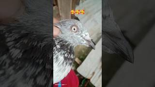 postpigeonschokher videoBD pizza lover [upl. by Sully]