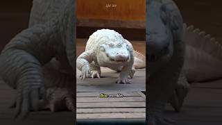 How rare are albino crocodiles crocodile albino albinocrocodile animals albinoanimals [upl. by Matthiew]