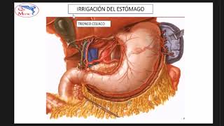 Qx cirugia general  ANATOMIA QX 1 [upl. by Reagen]