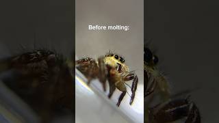 Jumping Spider Before vs After Molting jumpingspider jumper cuteanimals [upl. by Schreiber174]