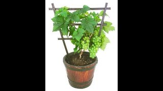 Growing grape vines in containers  A MUST for your garden [upl. by Paxton]