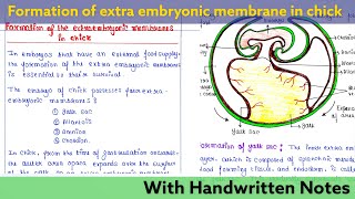 Formation of extra embryonic membrane in Chick  Developmental Biology Lecture [upl. by Krista]