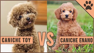 Caniche Toy vs Caniche Enano  ¿Qué raza de perro es mejor  Perros Mundo [upl. by Bibi482]