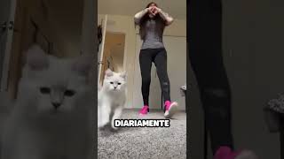 Gato Tapa la Cámara cada vez que su dueña hace Ejercicio [upl. by Bradlee321]