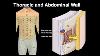 Thoracic and Abdominal wall [upl. by Havelock984]