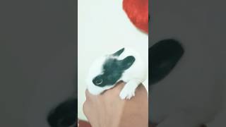 Rabbit  Bunny  Cute Rabbit shorts shortsvideo ytshorts youtubeshorts trending rabbit [upl. by Melinde]