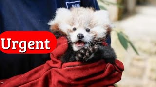 A baby red panda at Edinburgh Zoo named Roxie [upl. by Aelber]