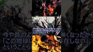 本当にあった？不思議な巨木 ○○八幡 都市伝説 地球に森は存在しない？生き残る御神木 [upl. by Llebiram]