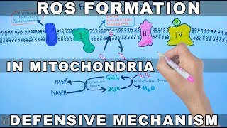 ROS Formation in Mitochondria and Defensive Mechanism [upl. by Uzzi753]