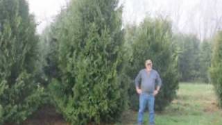 Trim a Spruce tree and a pine tree Trimming 101 [upl. by Kayley]